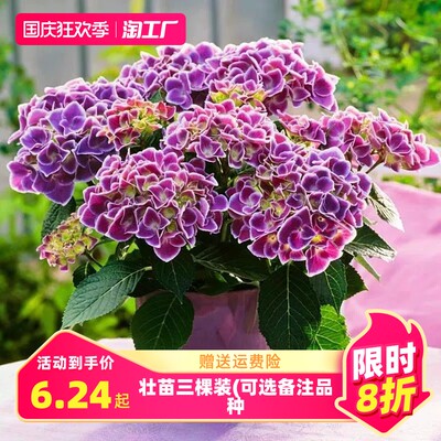 網(wǎng)購花卉，一觸即達(dá) 探索綠意盎然的消費(fèi)新潮流